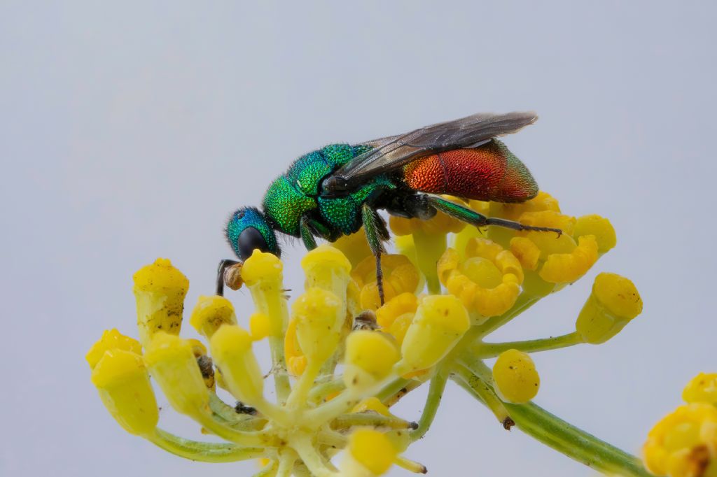 Chrysididae sp.
